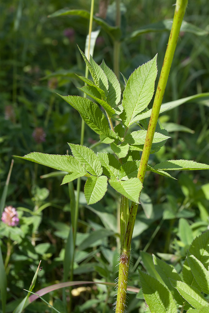 Image of Chaerophyllum aromaticum specimen.