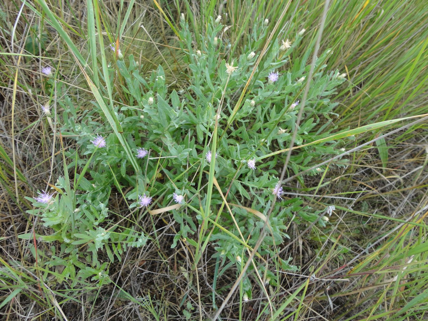 Image of Acroptilon repens specimen.