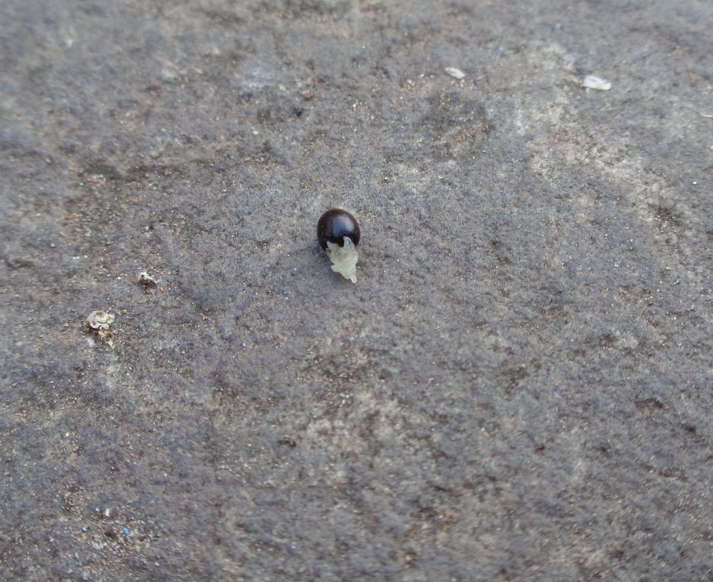 Image of Dicentra spectabilis specimen.