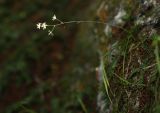 Zigadenus sibiricus. Цветущее растение на затенённой известняковой скале. Приморский край, Кавалеровский р-н, окр. пгт Кавалерово, памятник природы \"Скала Дерсу-Узала\". 03.08.2018.