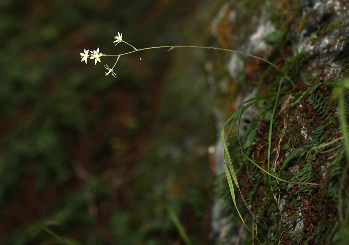 Изображение особи Zigadenus sibiricus.