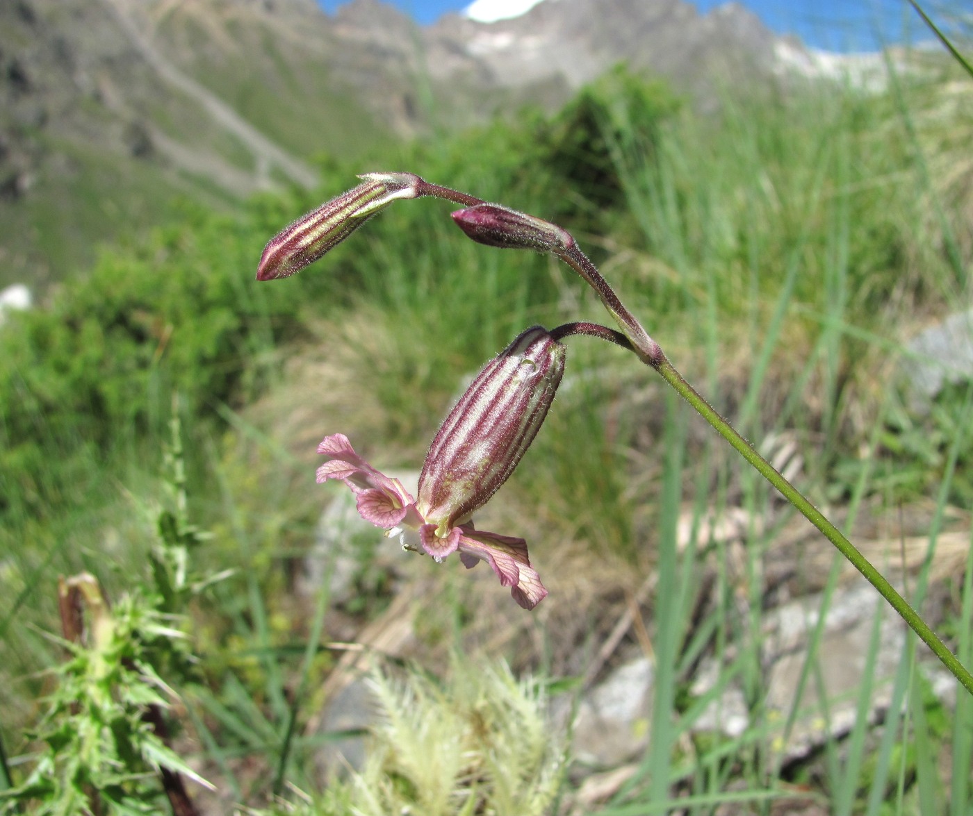 Изображение особи Silene lychnidea.