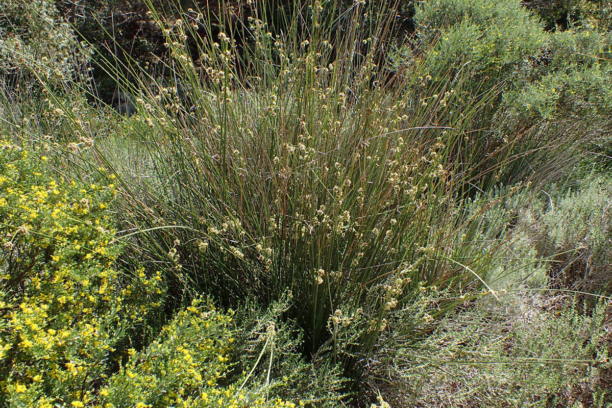 Image of Scirpoides holoschoenus specimen.