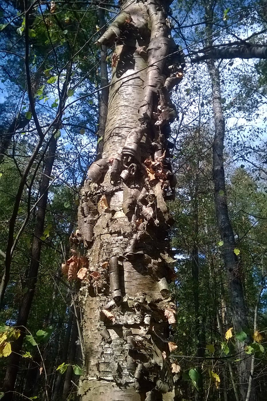 Image of genus Betula specimen.