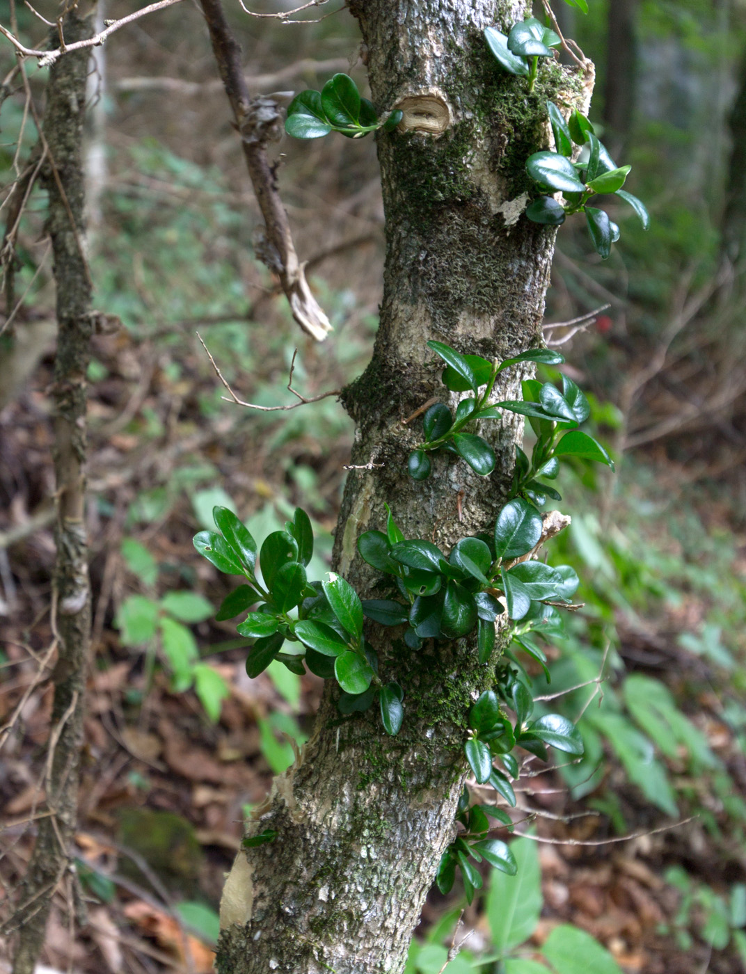 Image of Buxus colchica specimen.