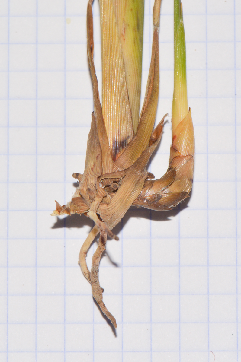 Image of genus Miscanthus specimen.