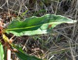 Bistorta officinalis