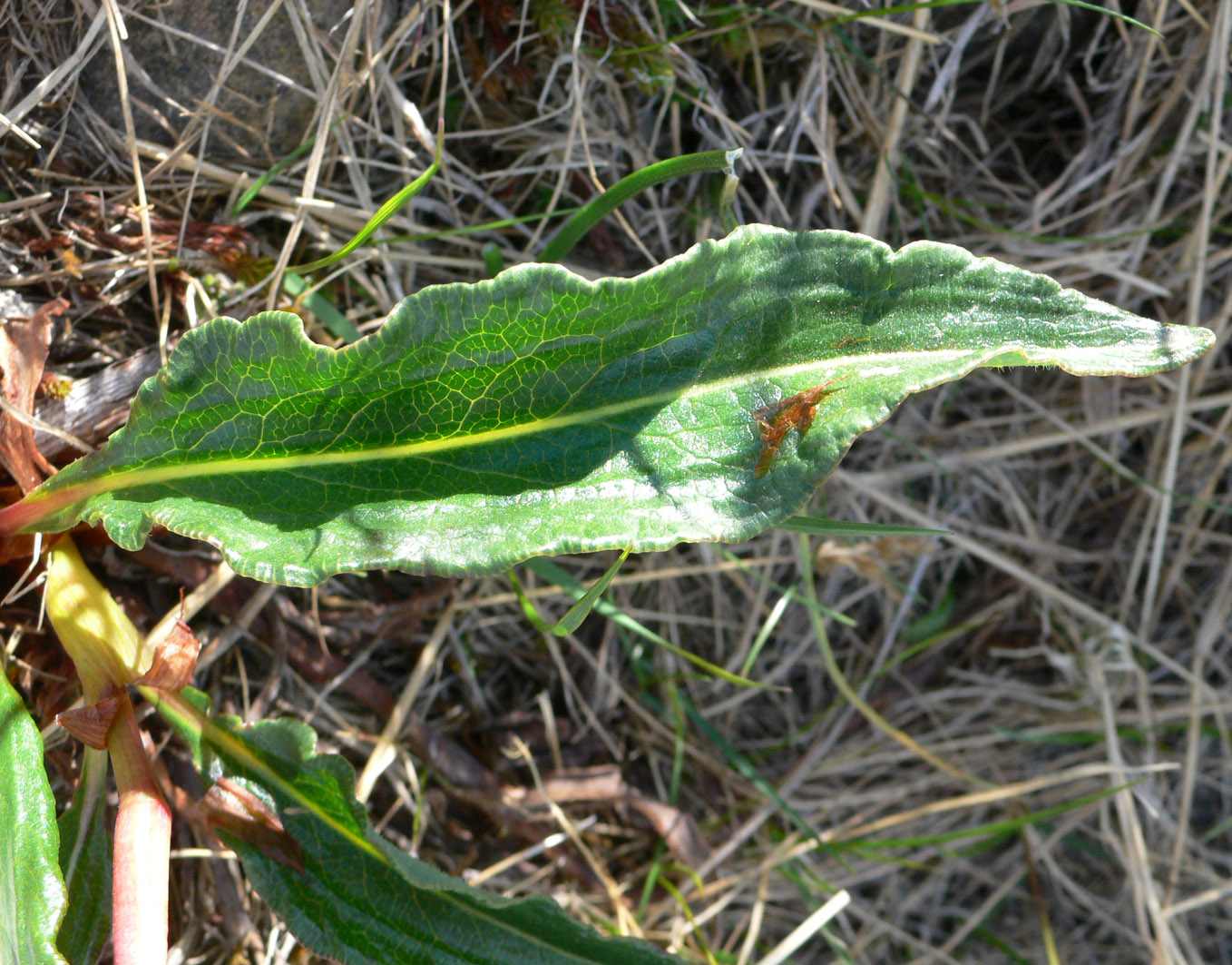 Изображение особи Bistorta officinalis.