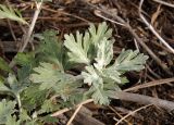 Artemisia stelleriana