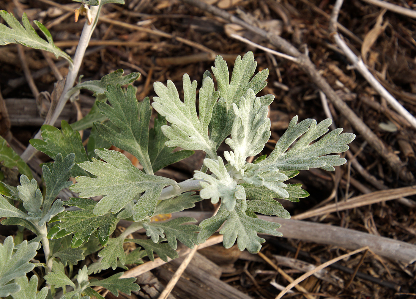 Image of Artemisia stelleriana specimen.