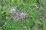 genus Pulsatilla. Плоды. Грузия, край Самцхе-Джавахети, Ахалцихский муниципалитет, монастырь Сапара, луг. 28.05.2018.