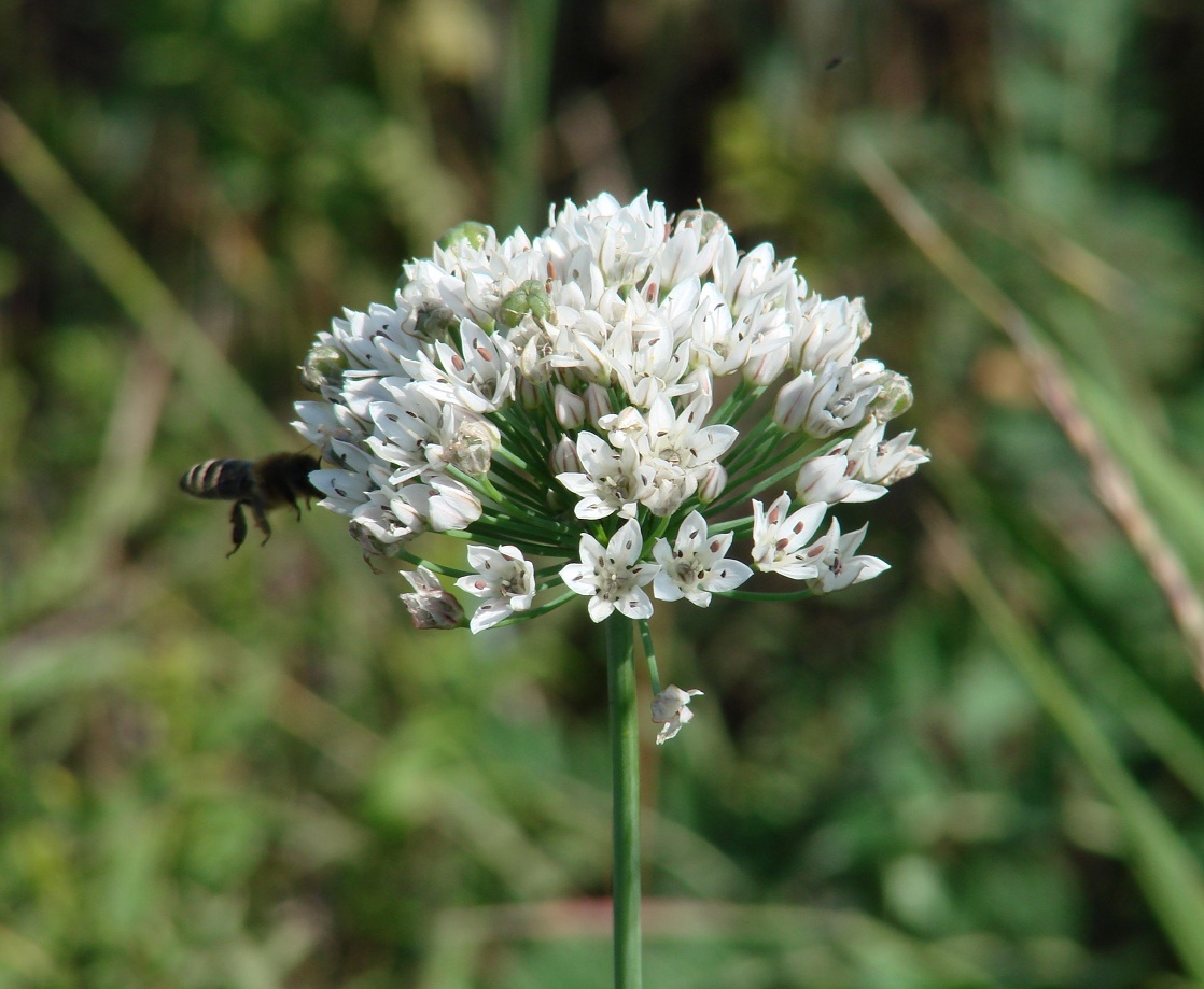 Image of Allium ramosum specimen.