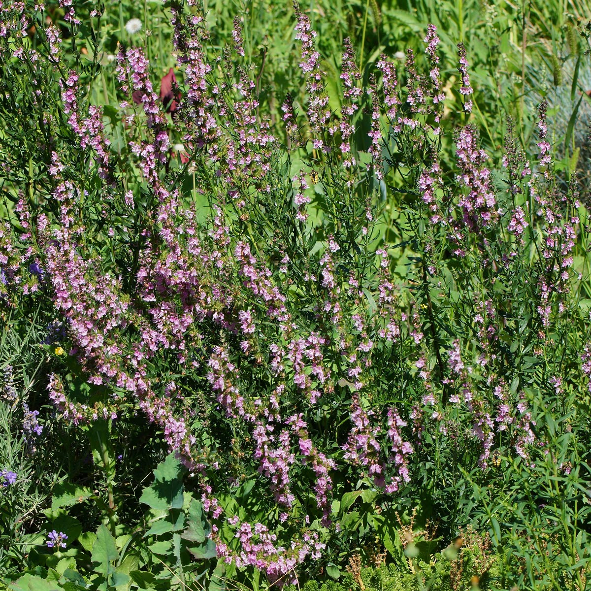 Image of Hyssopus officinalis specimen.