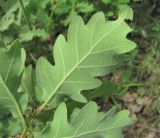 Quercus pubescens. Лист (вид снизу). Дагестан, окр. г. Дербент, редколесье. 08.05.2018.