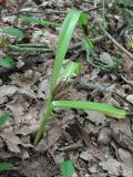 Colchicum umbrosum