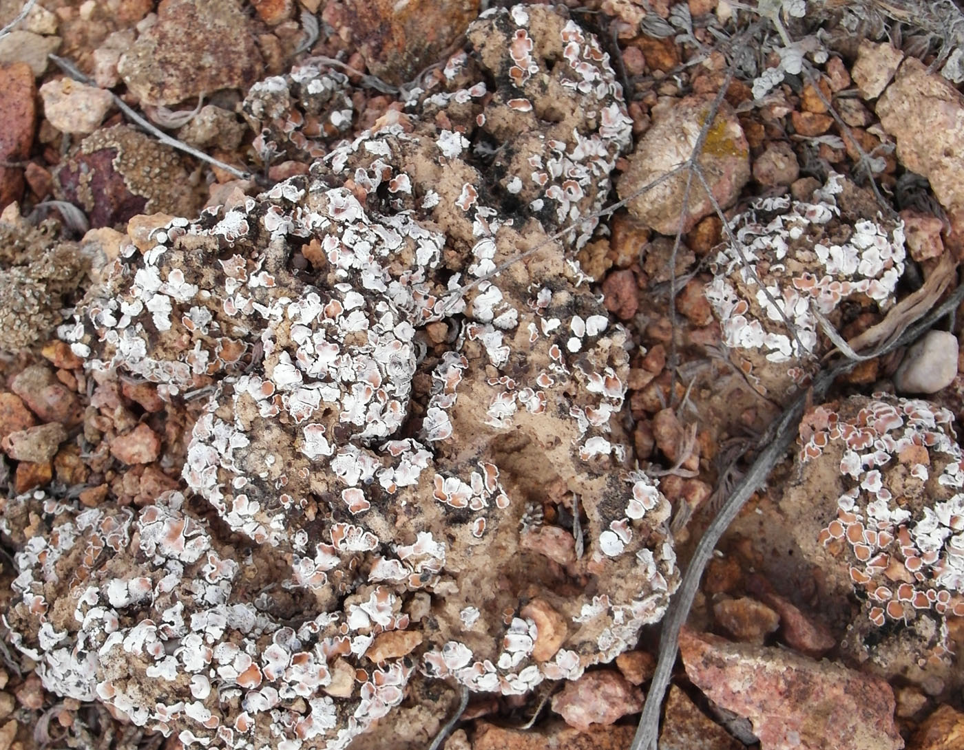Image of Psora decipiens specimen.