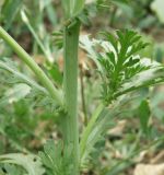 Glebionis coronaria