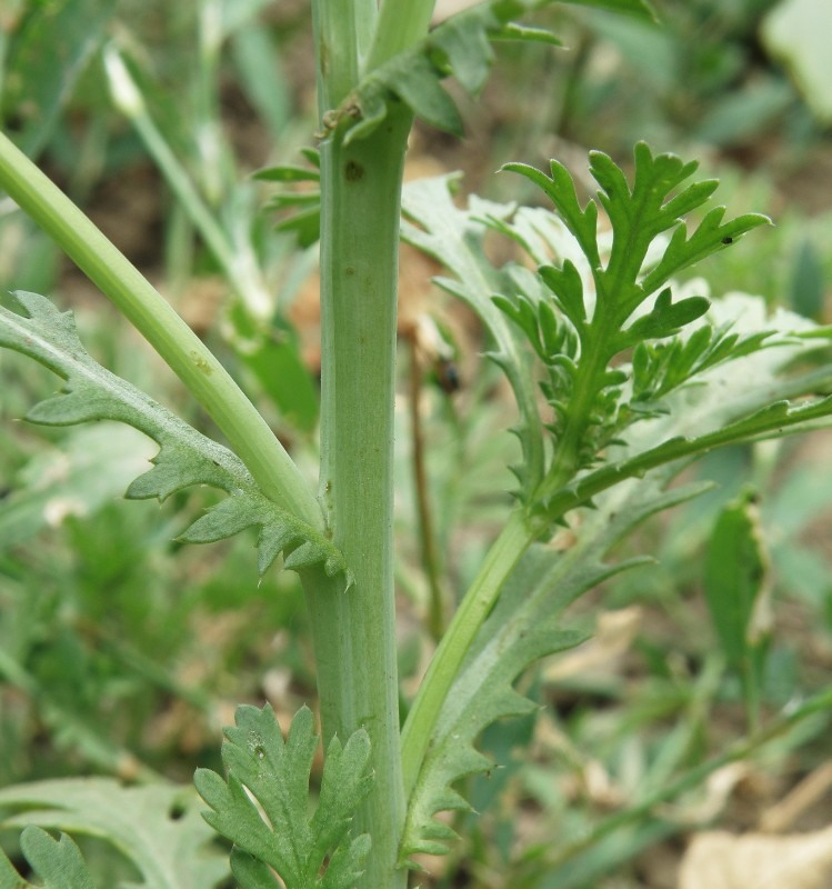 Image of Glebionis coronaria specimen.