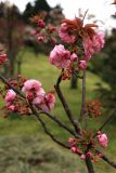 Prunus serrulata. Ветви с цветками, бутонами и распускающимися листьями. Черноморское побережье Кавказа, г. Сочи, Дендрарий, в культуре. 05.04.2013.