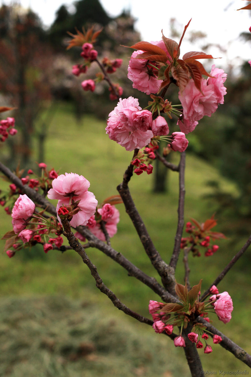 Image of Prunus serrulata specimen.