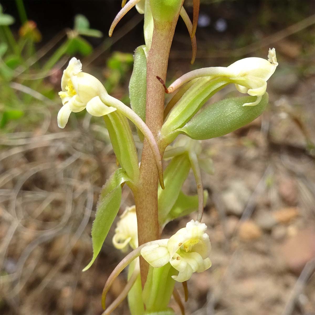 Изображение особи Satyrium odorum.