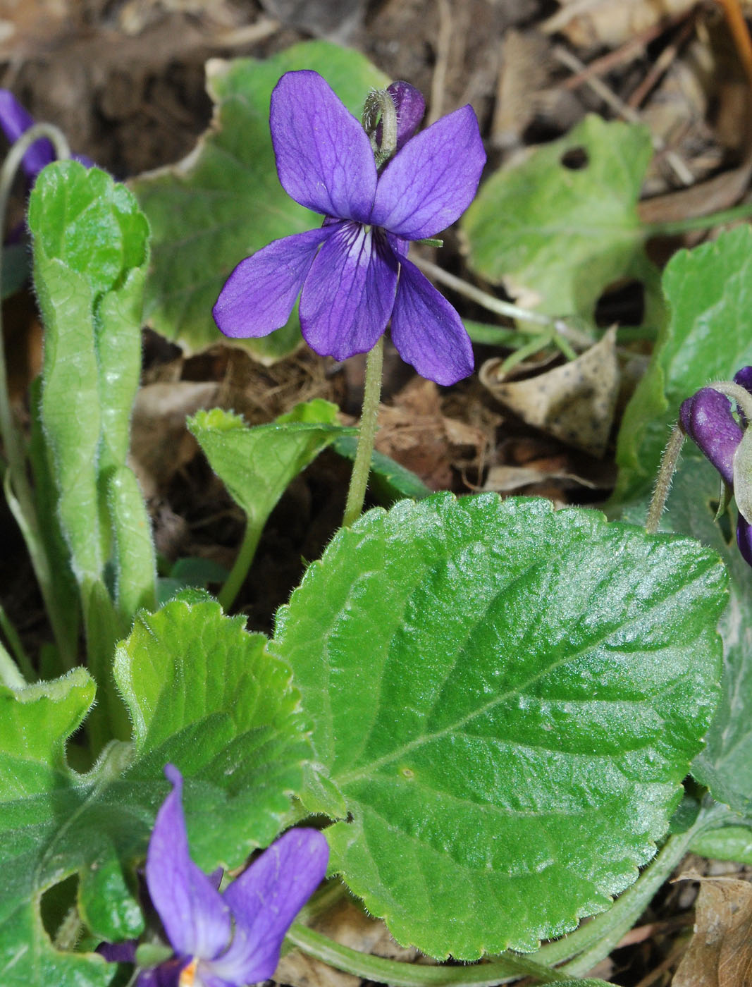 Image of Viola odorata specimen.