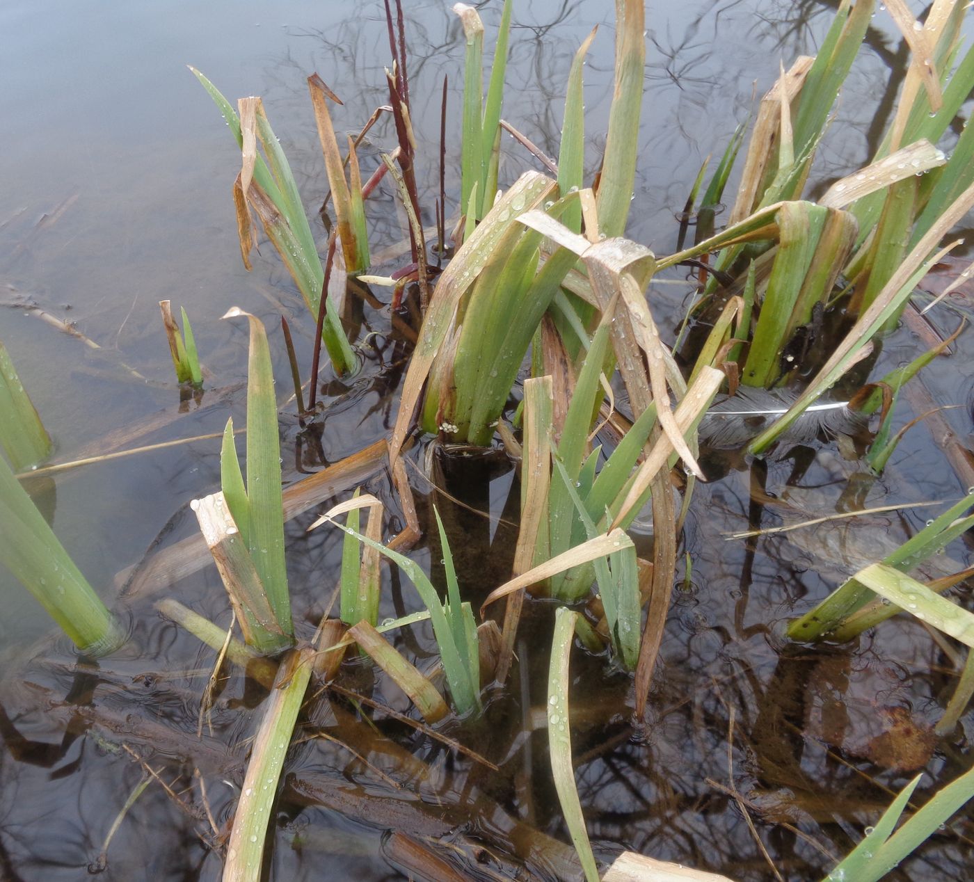 Изображение особи Iris pseudacorus.