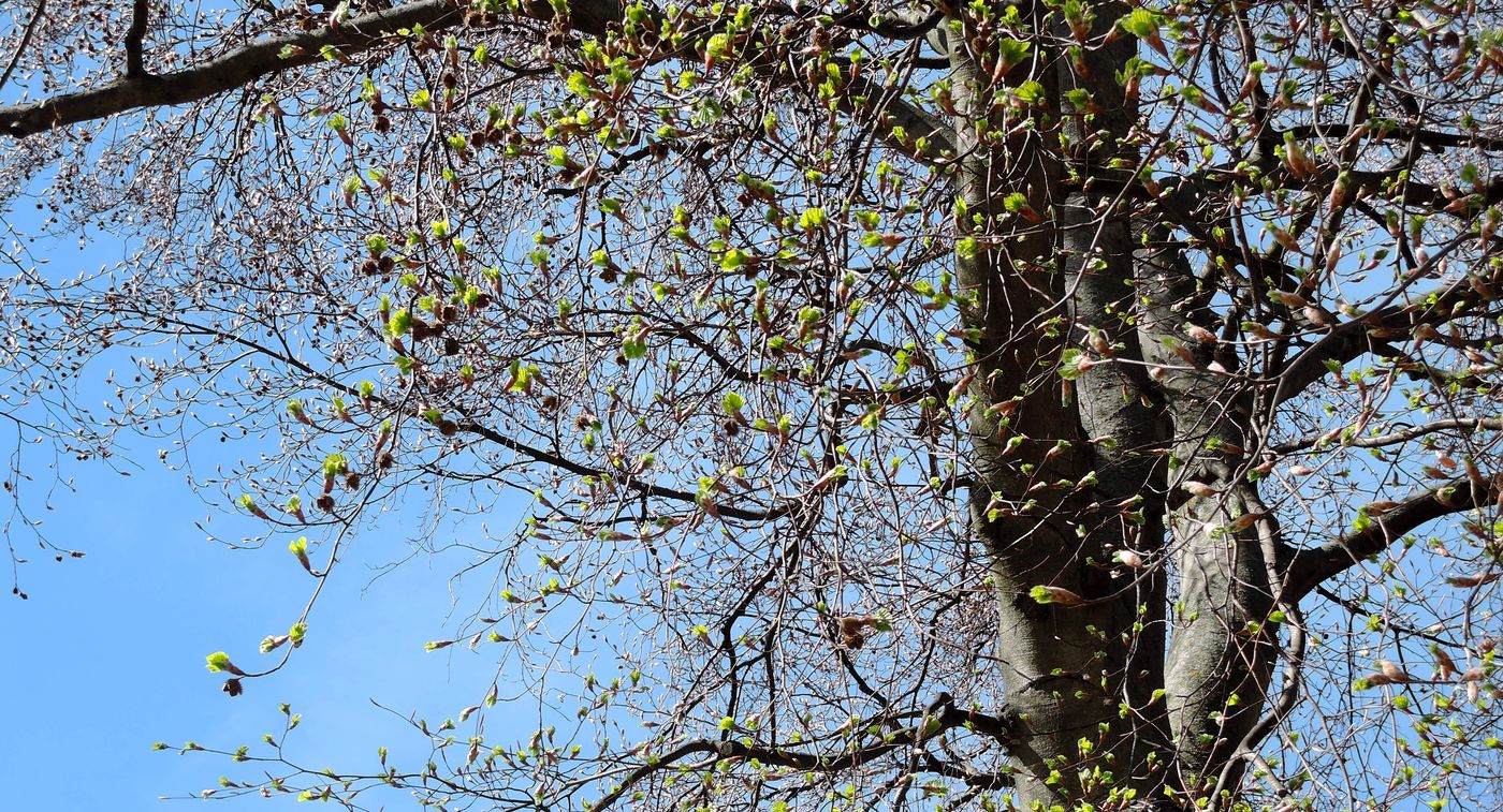 Image of Fagus sylvatica specimen.