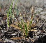 род Carex
