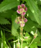 Geranium phaeum