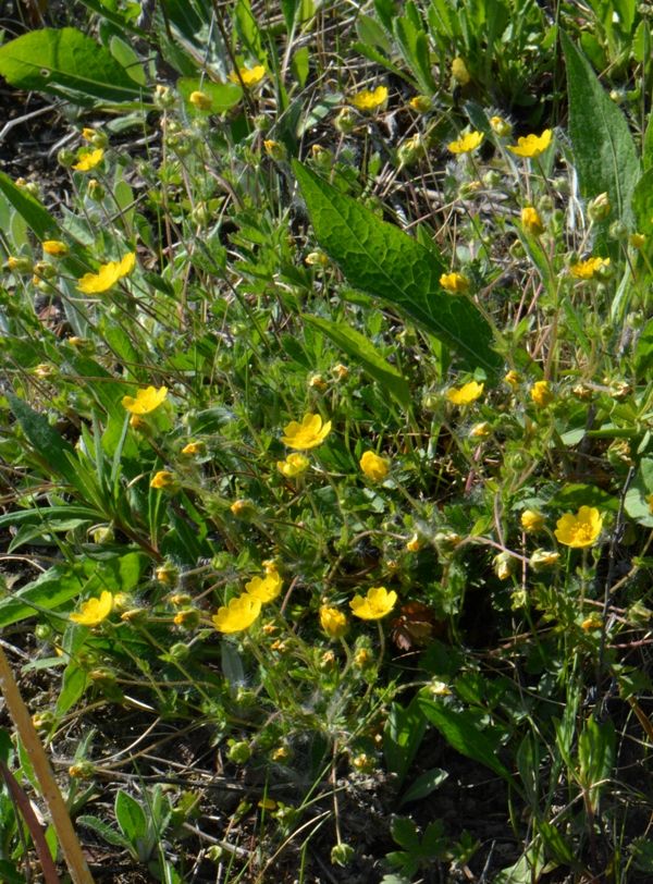 Image of Potentilla crantzii specimen.