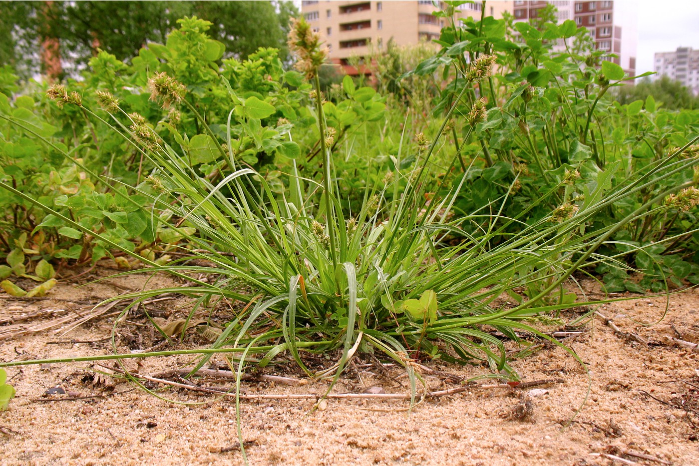 Image of Carex spicata specimen.