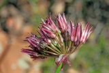 Allium inconspicuum