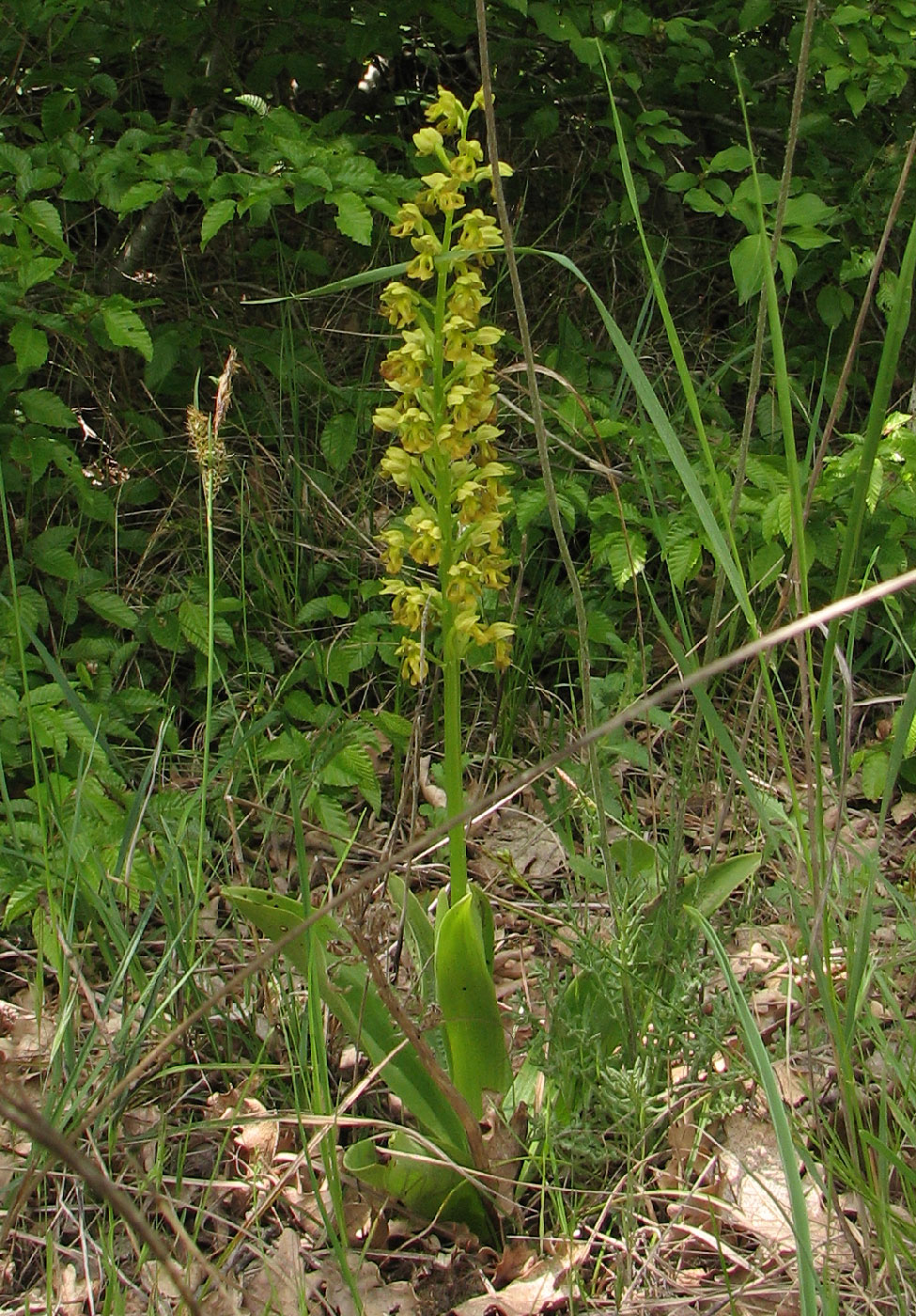 Image of Orchis punctulata specimen.