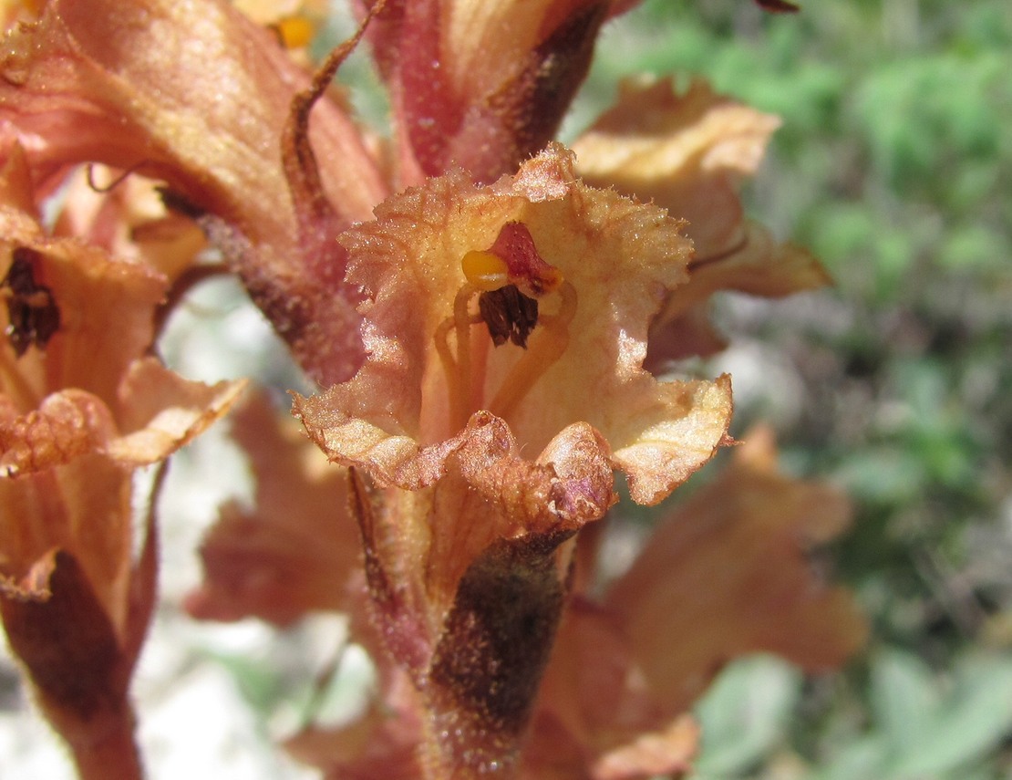 Image of Orobanche alba ssp. xanthostigma specimen.