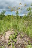 genus Hieracium. Цветущее растение на отвале грунта. Ленинградская обл., Гатчинский р-н, окр. дер. Авколево, карьер \"Елизаветино\", зарастающий деревьями разнотравно-вейниковый луг. 16.06.2019.