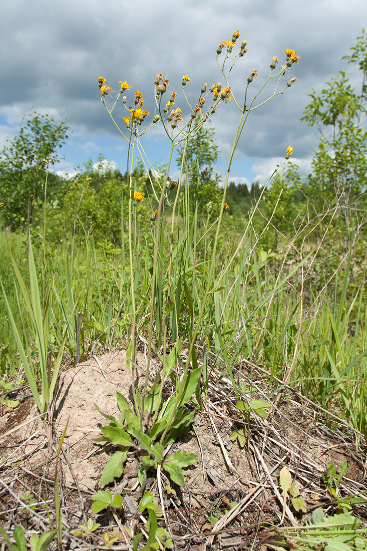 Изображение особи род Hieracium.