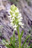 Dactylorhiza subspecies georgica