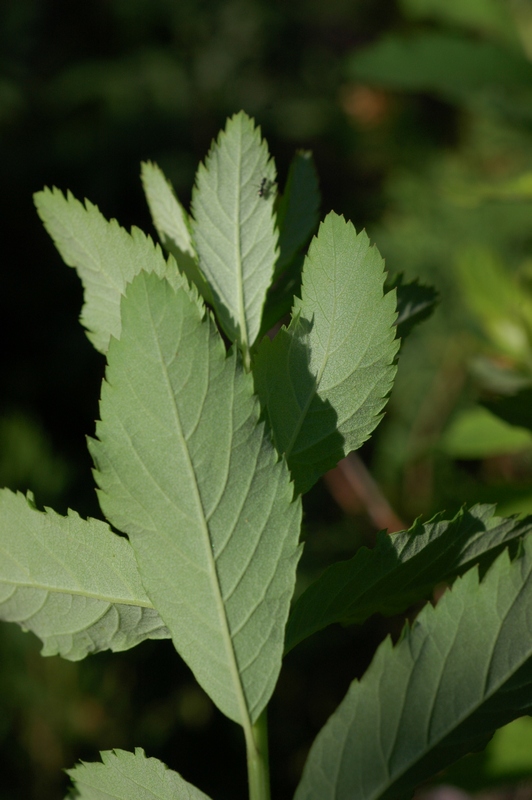 Изображение особи Spiraea douglasii.