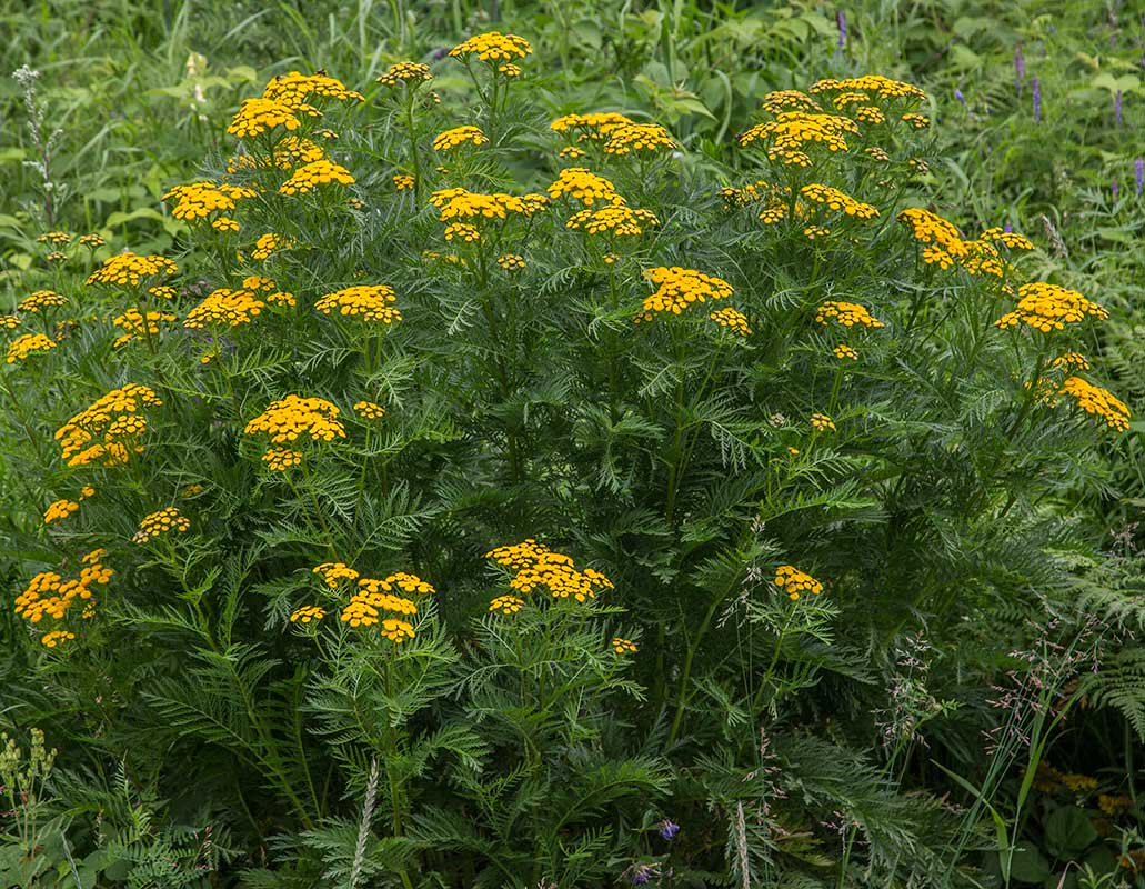 Изображение особи Tanacetum vulgare.