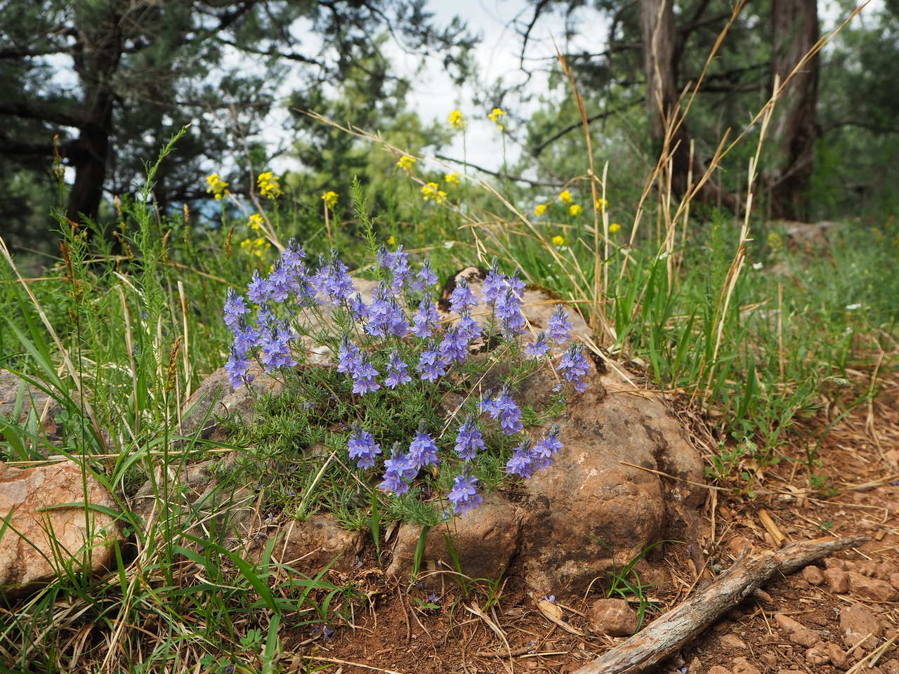 Image of Veronica capsellicarpa specimen.