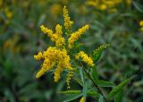 Solidago canadensis