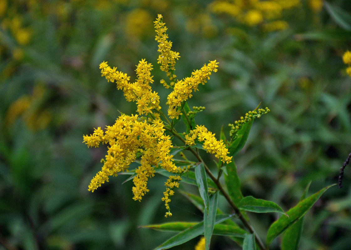 Изображение особи Solidago canadensis.