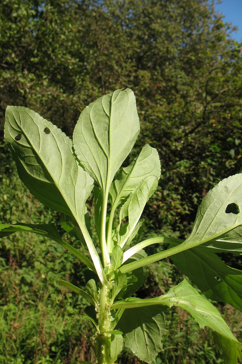 Изображение особи Scrophularia umbrosa.