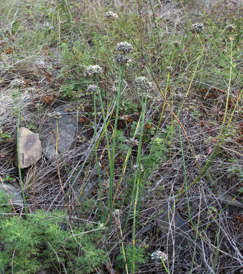 Image of genus Allium specimen.