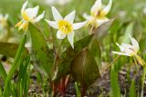 Erythronium caucasicum. Цветущие растения. Адыгея, Фишт-Оштеновский массив, лагерь-приют \"Фишт\", 1580 м н.у.м., луг на берегу реки. 11.06.2017.