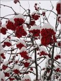 Sorbus aucuparia. Покоящиеся ветви со зрелыми плодами. Чувашия, г. Шумерля. 2 января 2010 г.