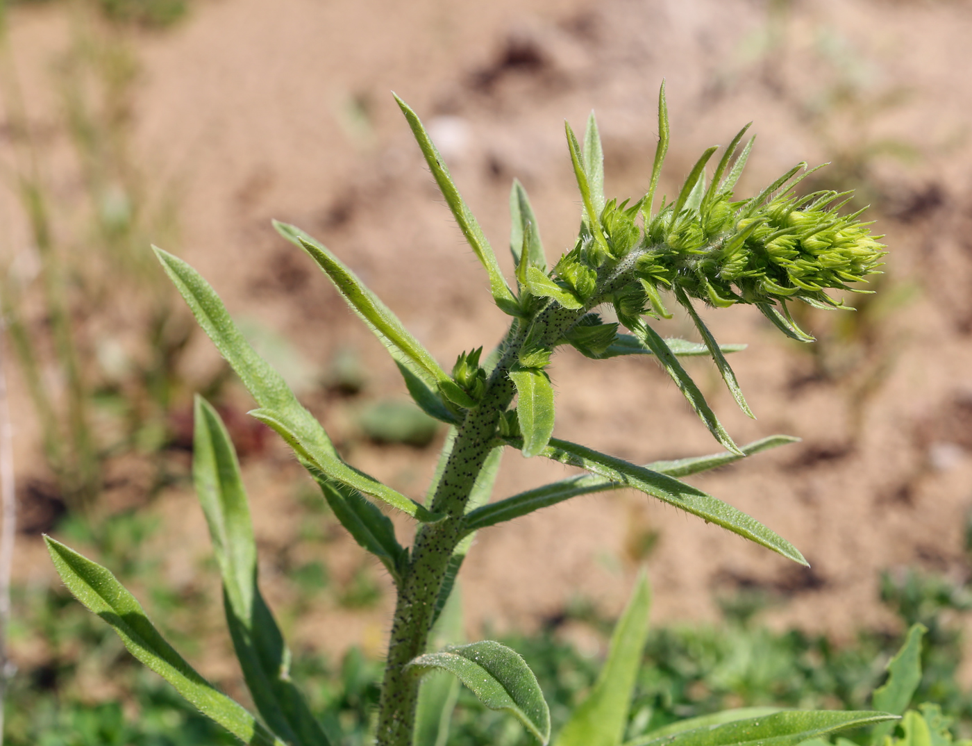 Изображение особи Echium vulgare.