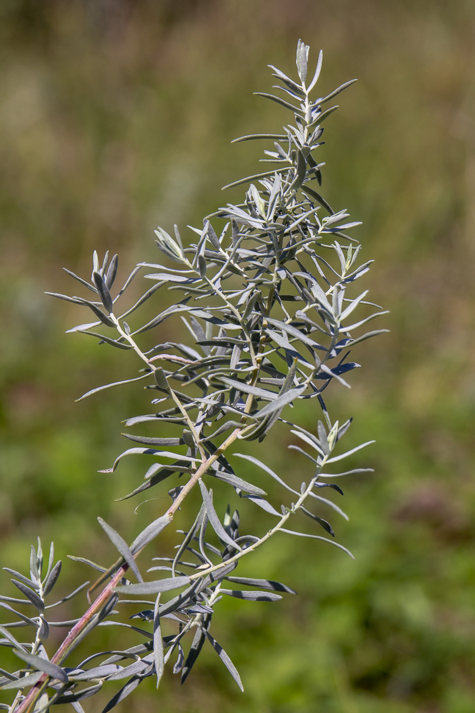 Изображение особи Artemisia glauca.