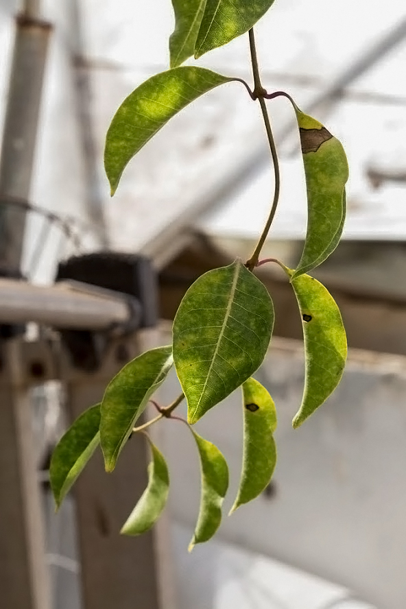 Изображение особи Cryptostegia madagascariensis.